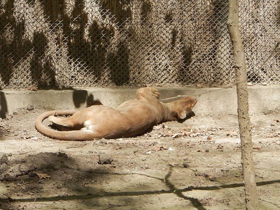 deprive, zoo, lie, mammal, animal themes, vertebrate, one animal HD wallpaper
