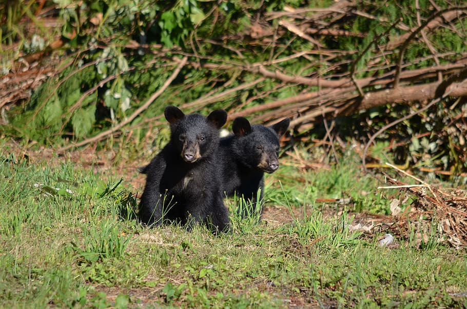 black bear, cubs, bears, young, animal, wildlife, animal themes HD wallpaper