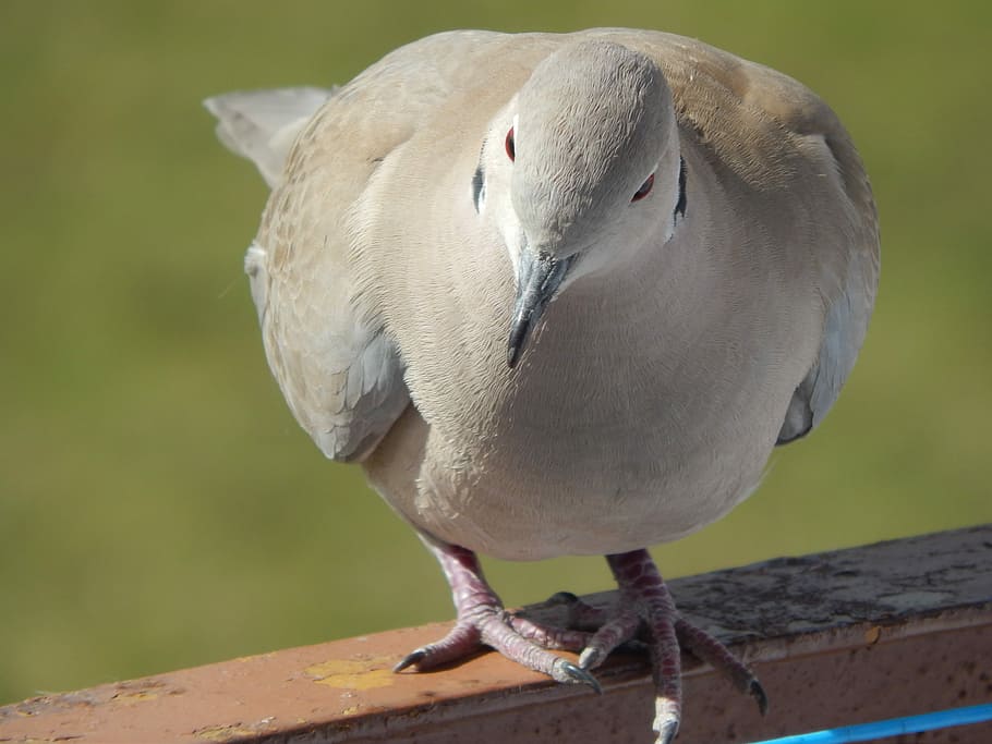 Dove, Animals, Beak, animal wildlife, bird, animals in the wild HD wallpaper