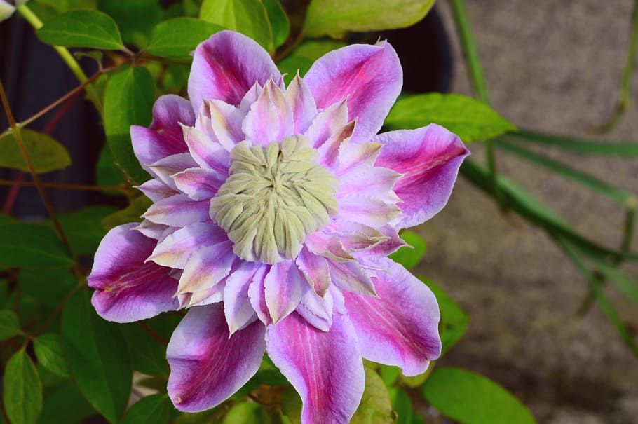 Clematis, Climber, Double, josephine, pink, flower, ruffled HD wallpaper
