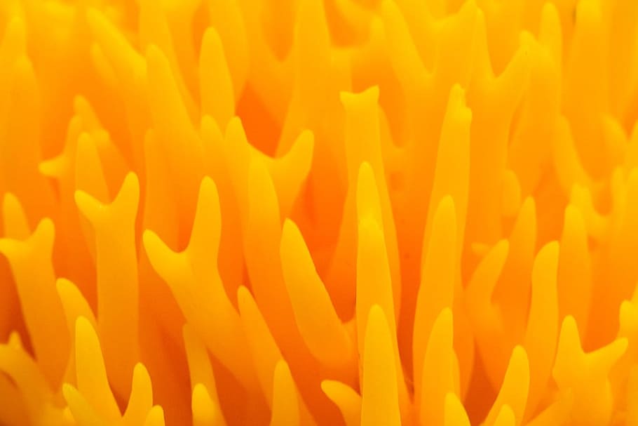 Wild, Mushroom, Close, Macro, tiny, yellow, fire, background HD wallpaper