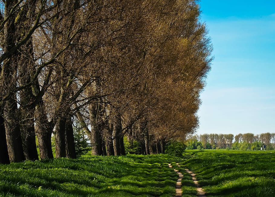 Nature, Trees, Landscape, Meadow, Sky, evening, clouds, twilight HD wallpaper