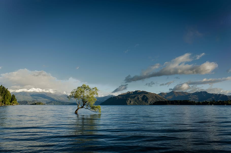 green leafed tree on body of water in landscape photography, rippling body of water with background of mountains during golden hour HD wallpaper