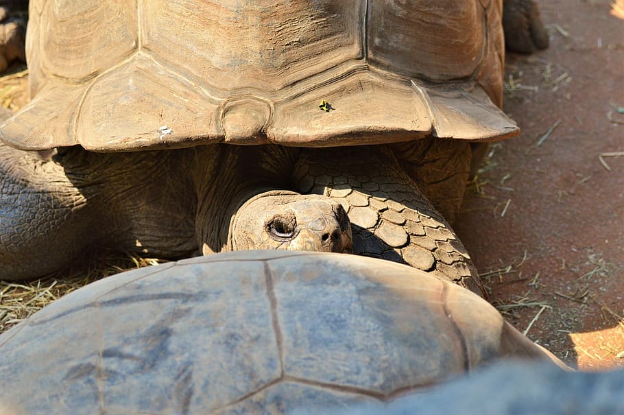 Turtle, Reptile, Tortoise, tortoise shell, giant tortoise, zoo, HD wallpaper