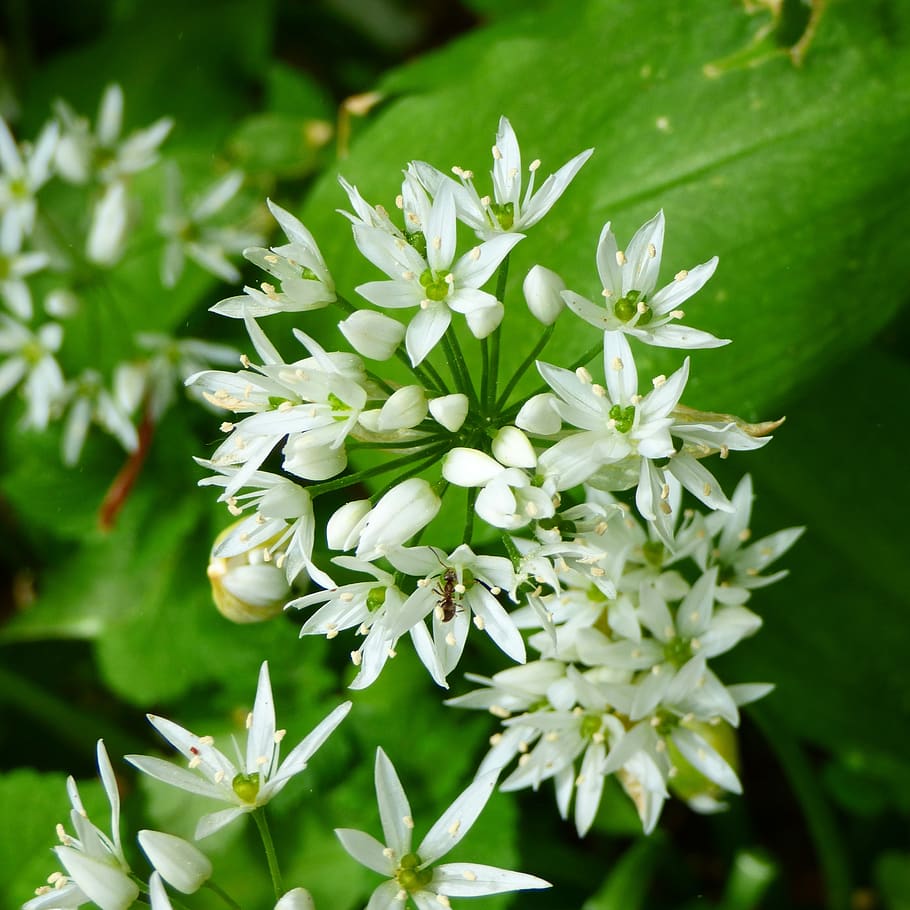 blossom, bloom, open, white, flower, plant, flowering plant HD wallpaper