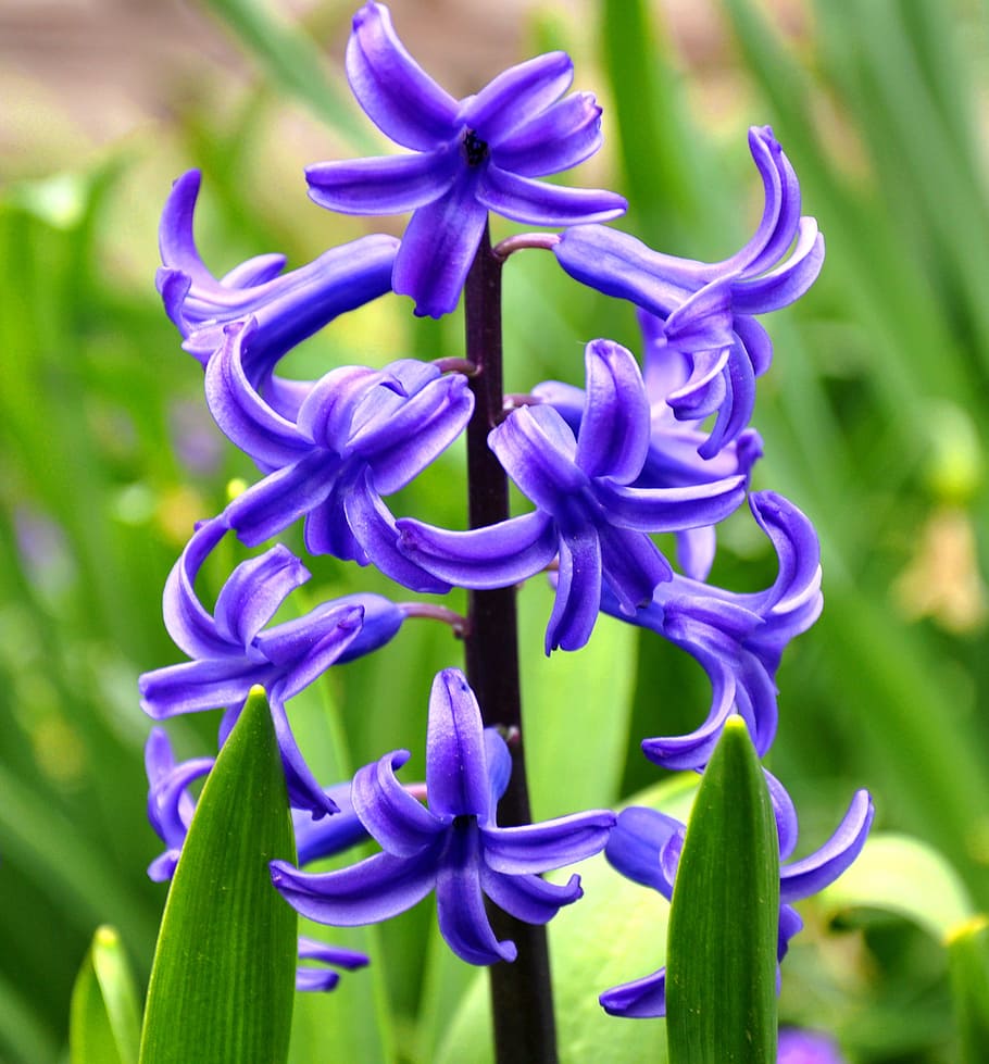 hyacinth, flower, spring, flowering plant, growth, purple, beauty in nature HD wallpaper