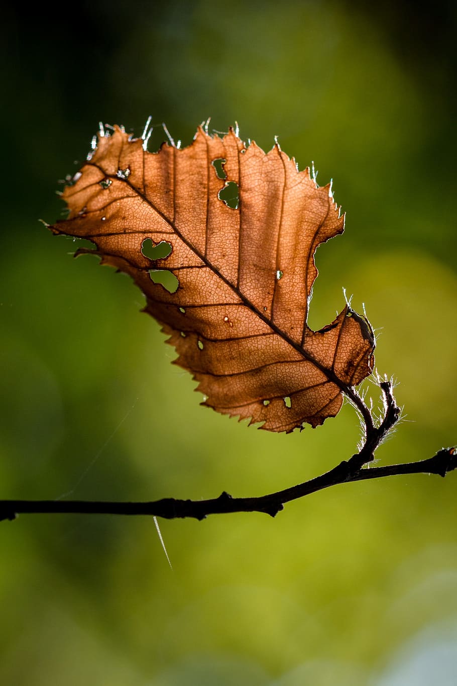 leaf, autumn, leaves, fall foliage, golden autumn, nature, forest HD wallpaper