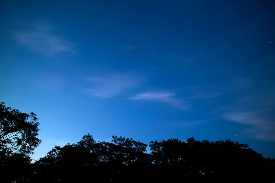 sky, night, stars, tree, plant, star - space, astronomy, blue HD wallpaper