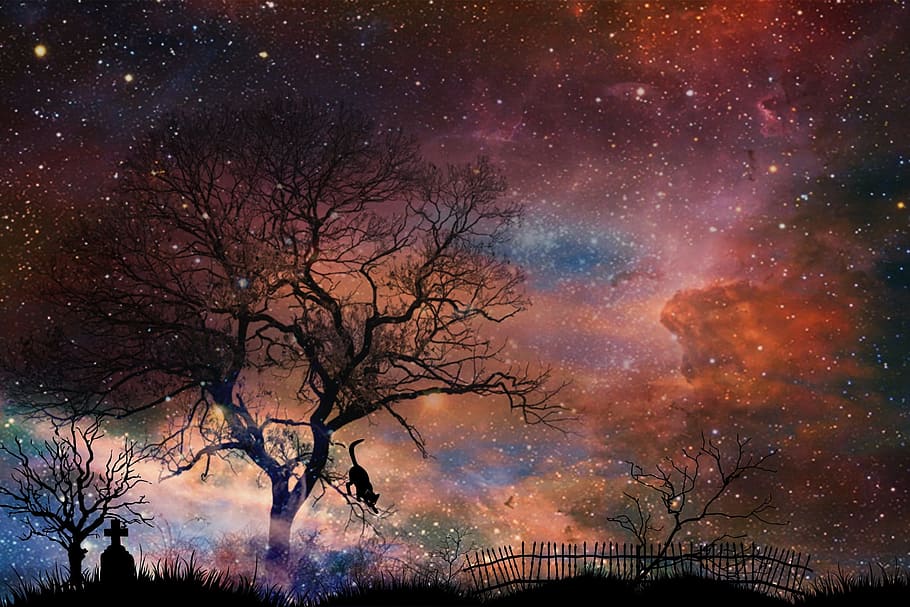 starry night with graveyard silhouette, tombstone, cemetery, trees, HD wallpaper