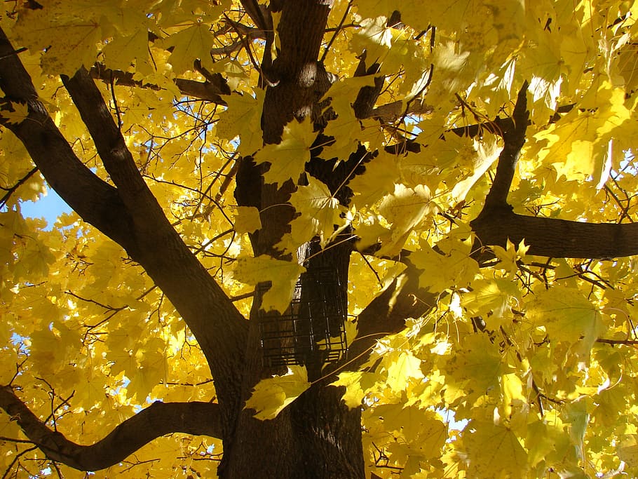 maple tree, fall, autumn, leaves, color, season, yellow, nature HD wallpaper