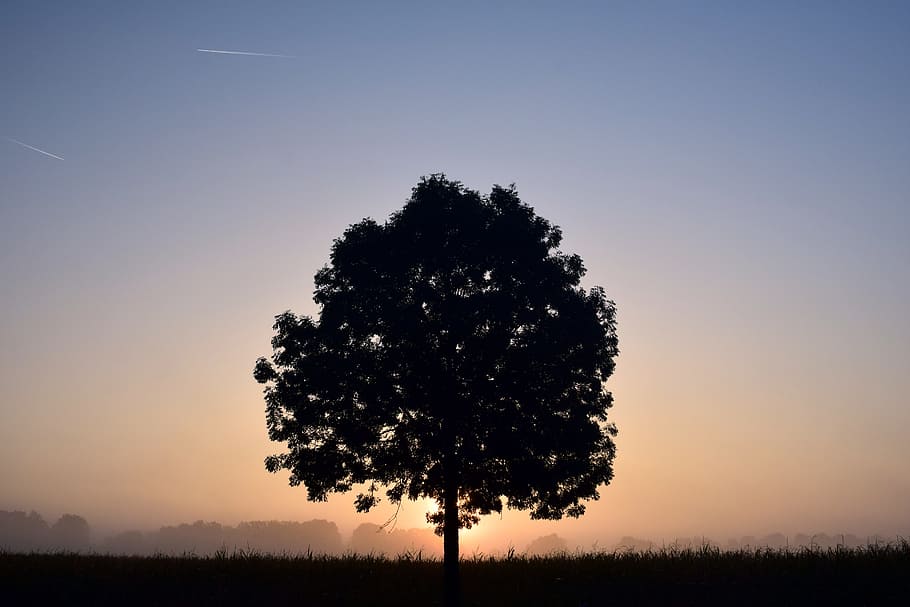 silhouette of tree, deciduous tree, sunrise, fog, morning, haze HD wallpaper