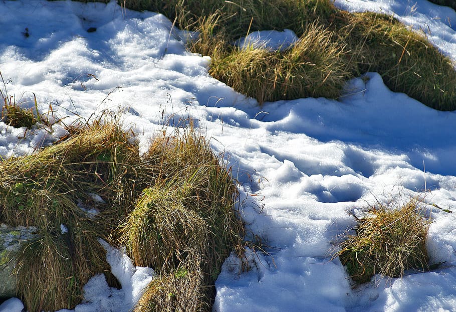 grass, parched grass, snow, first snow, autumn, seasons of the year HD wallpaper