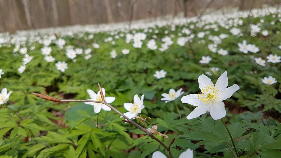 wood anemone, forest, spring, blossom, bloom, nature, wild flower, HD wallpaper