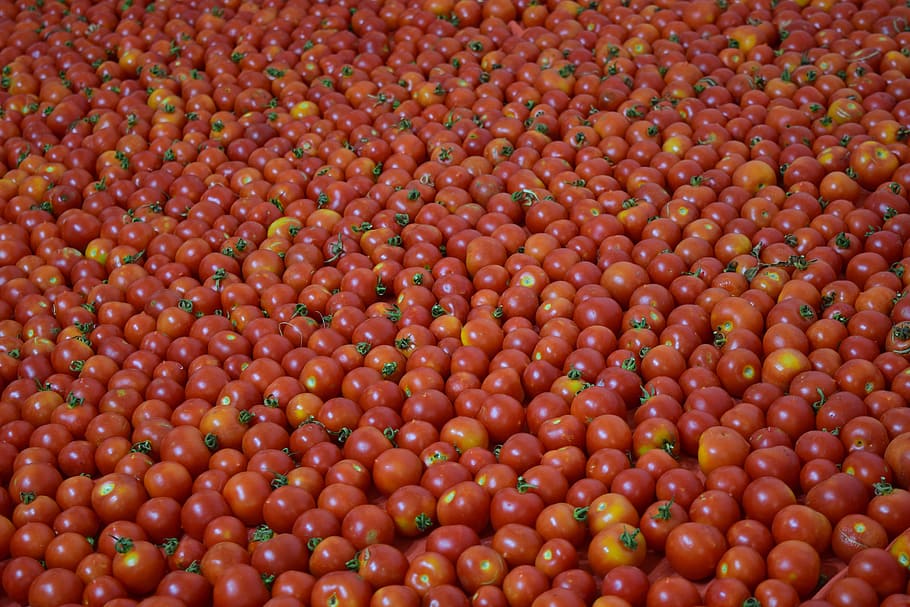 Background, Tomatoes, Ripe, red, vegetables, eat, food, ripe tomatoes