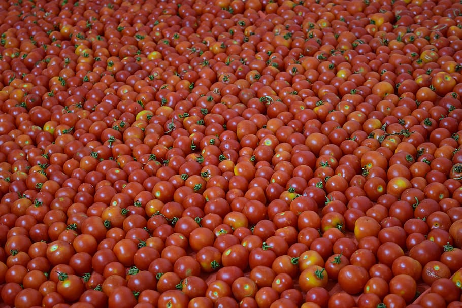 Background, Tomatoes, Ripe, red, vegetables, eat, food, ripe tomatoes HD wallpaper