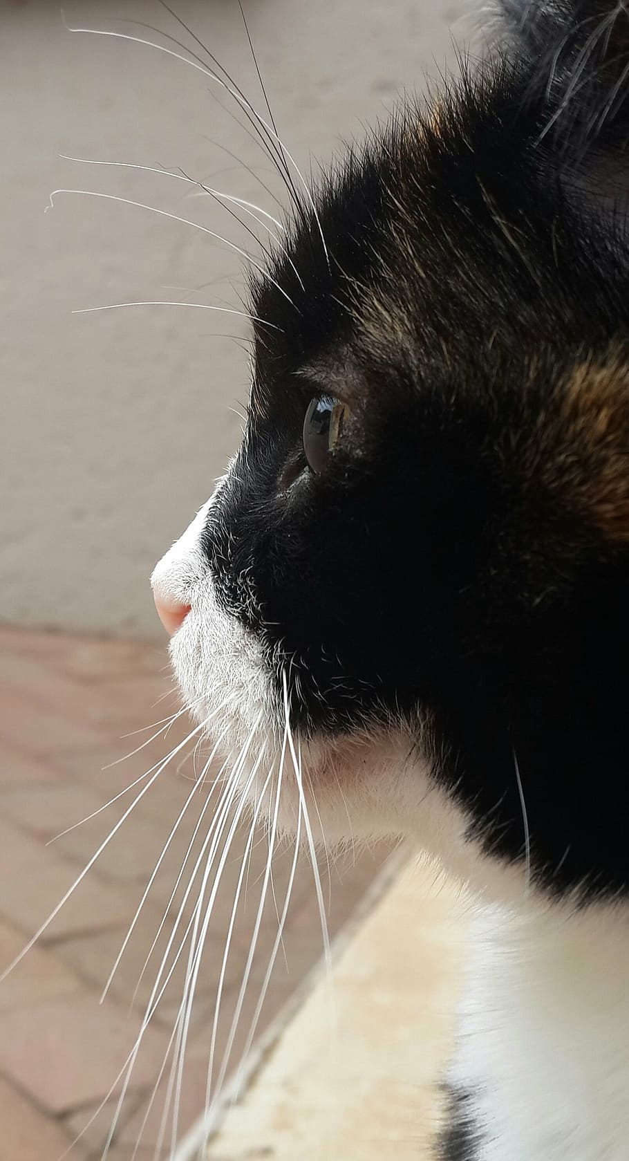 cat, face, profile, kitty, feline, looking, one animal, animal themes HD wallpaper