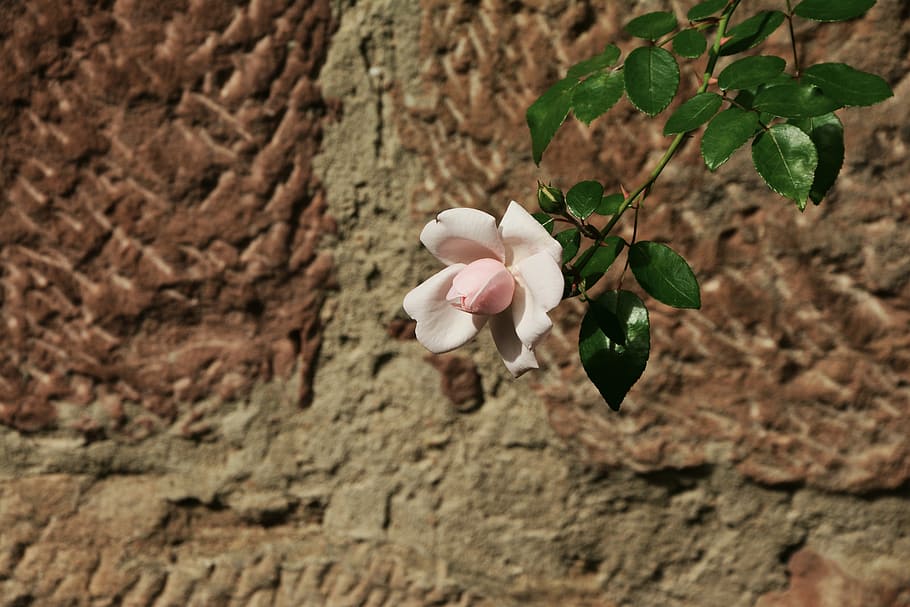 white rose in focus photography, pink, wall, individually, pink rose HD wallpaper
