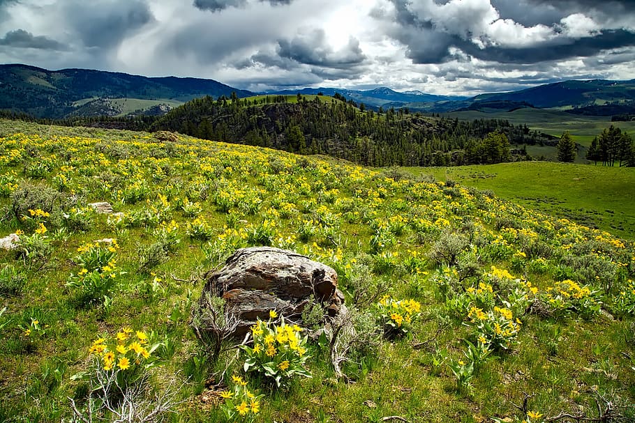 landscape, mountains, nature, clouds, field, flora, flowers, grass HD wallpaper