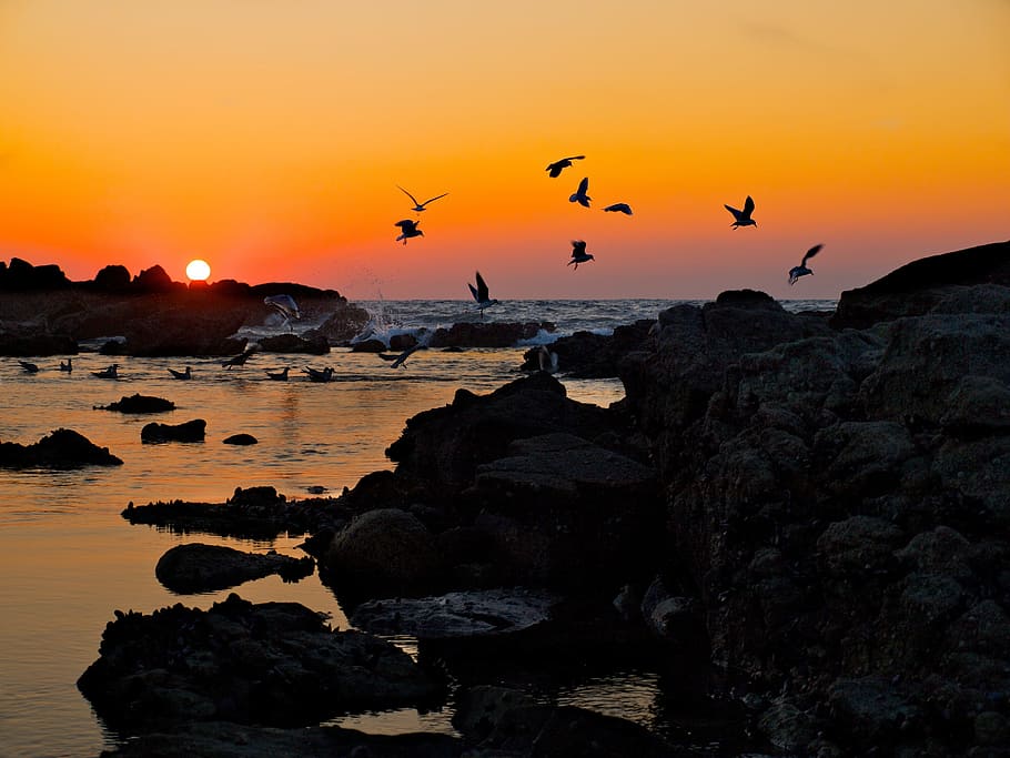 Baiona, Spain, Sunset, Seagulls, Water, nature, dusk, beach HD wallpaper