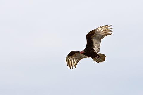 black and brown eagle on flight, flying brown and white falcon HD wallpaper