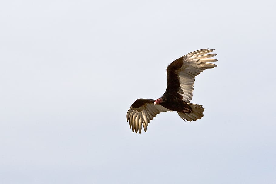 black and brown eagle on flight, flying brown and white falcon HD wallpaper