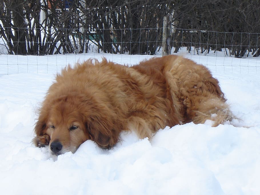 dog, crusader, canine, snow, cold temperature, one animal, animal themes HD wallpaper