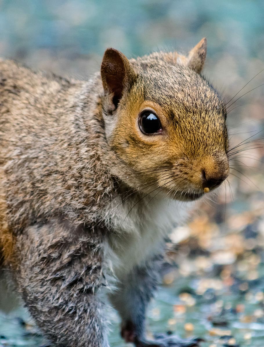 rodent, squirrel, mammal, cute, nut, fur, wildlife, nature HD wallpaper