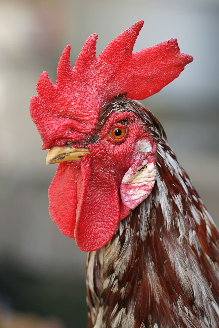 bird, nature, poultry, animal themes, domestic animals, livestock HD wallpaper