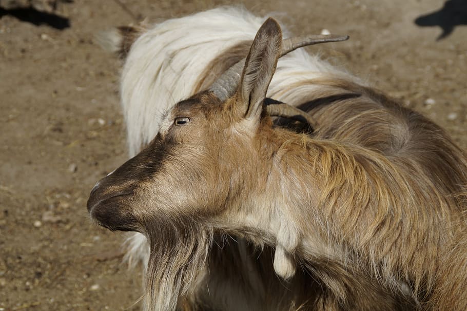 goat, scratch, horns, fur, scratching themselves, animal themes HD wallpaper