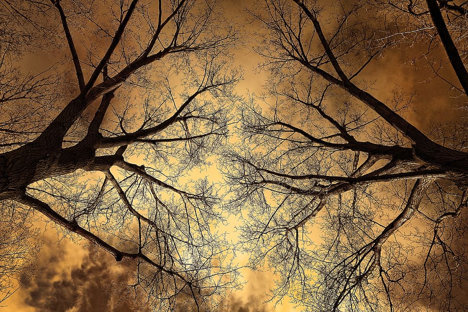 two trees under nimbus sky, tree top, branch, bare branch, winter tree HD wallpaper