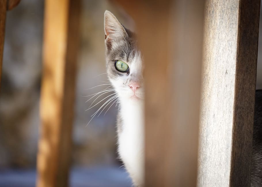 cat, kitten, tabby, cute, animal, pet, white, feline, kitty HD wallpaper