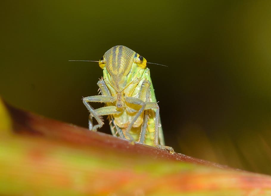 Insects, Nature, Eurymela, animal, close-up, macro, wildlife HD wallpaper
