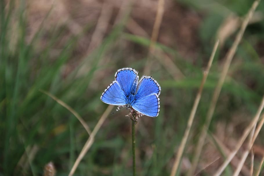 butterfly, insect, blue, wing, color, plant, flowering plant HD wallpaper