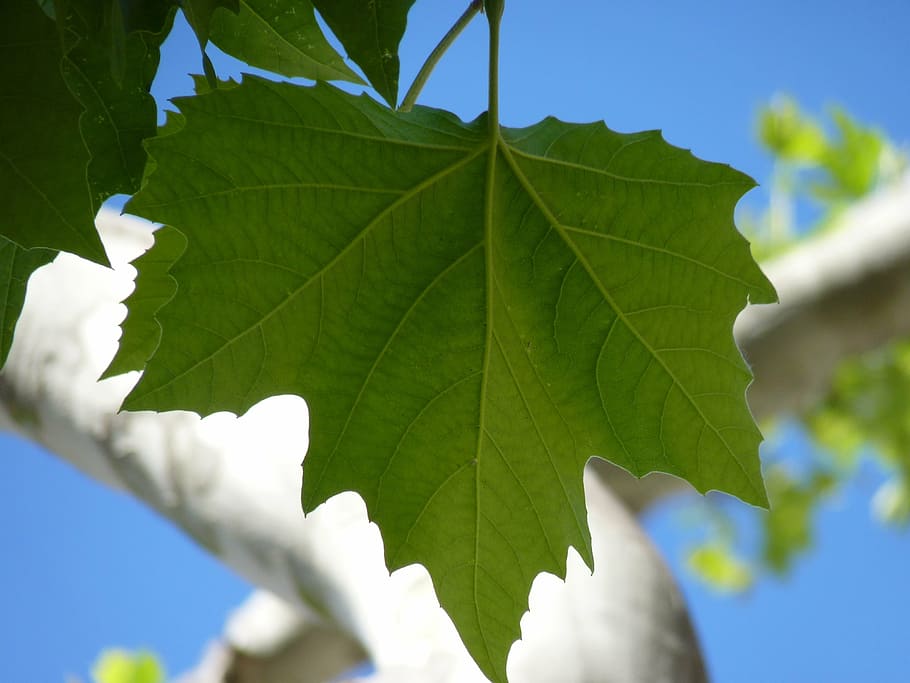 maple, leaf, leaves, tree, green, nature, maple leaf, sky, blue HD wallpaper