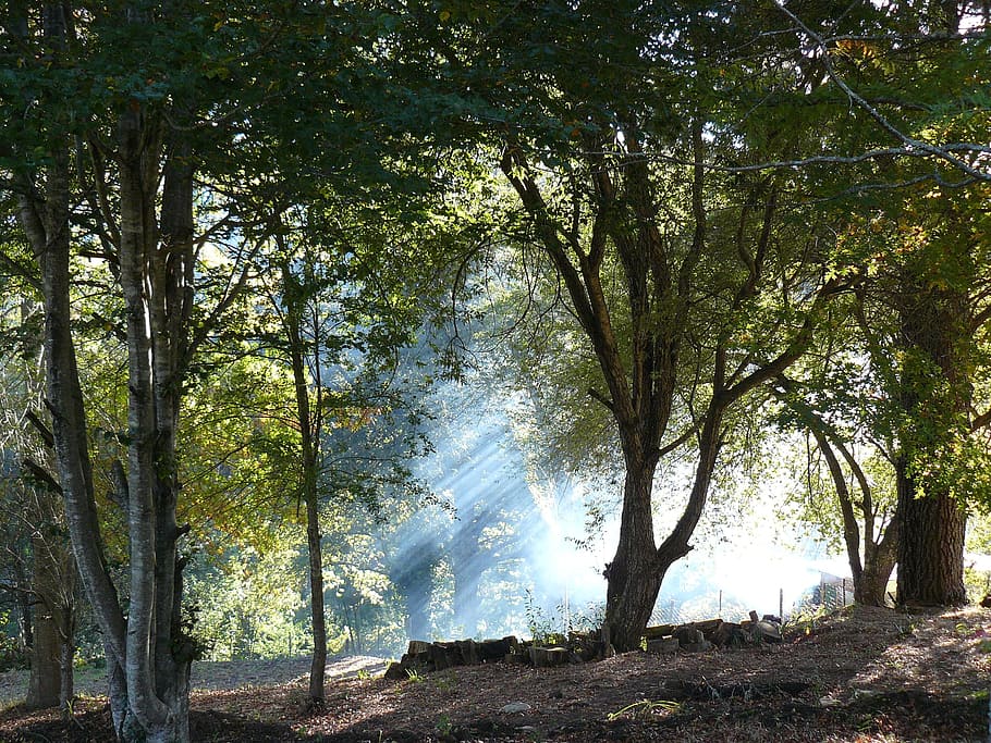 forest, mist, smoke, trees, countryside nature, landscape, plant HD wallpaper