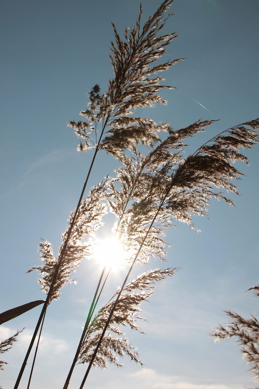 backlight, cane, grass, reeds, sun, sunshine, tall, nature HD wallpaper