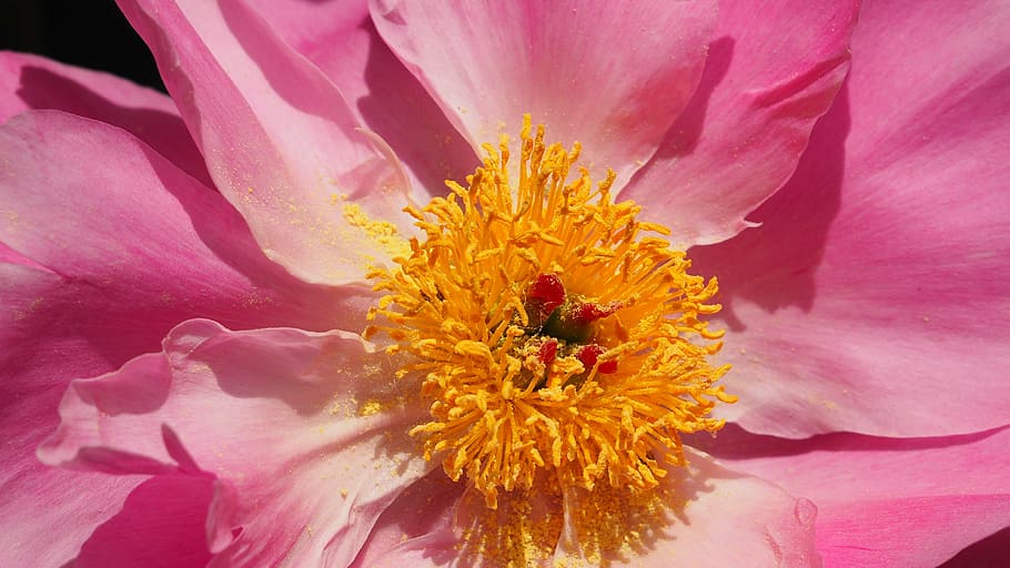 pink flower, hairy, macro, spring, plant, nature, flora, blossom HD wallpaper