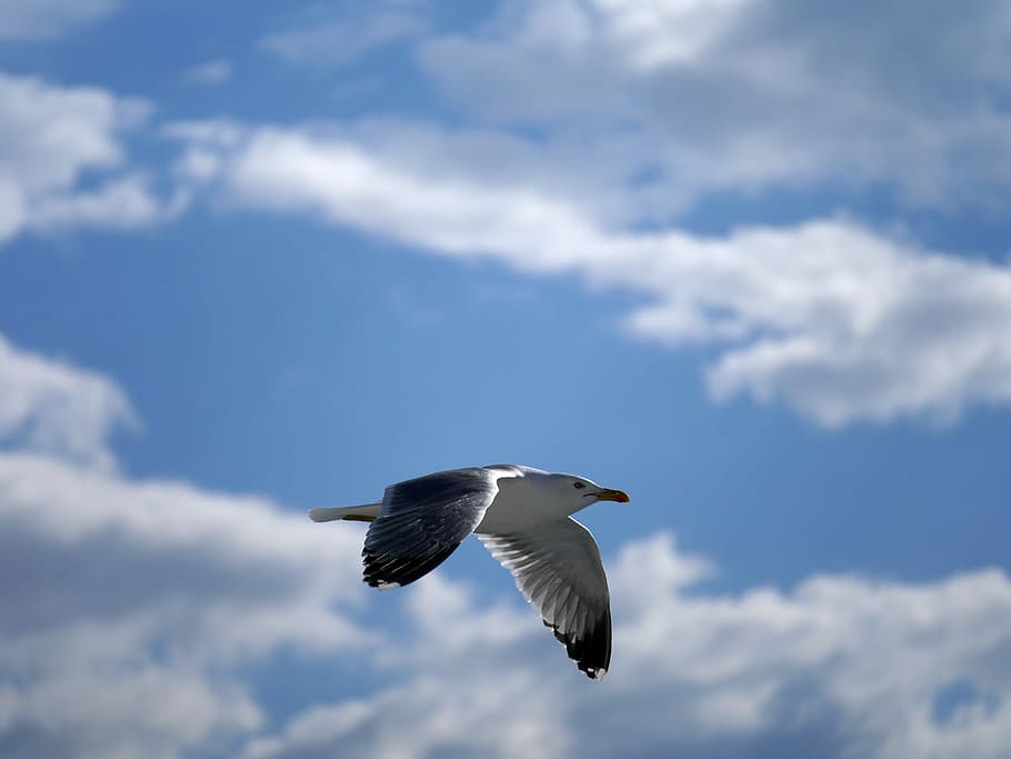 white and black falcon, Seagull, Glide, Flight, Bird, seevogel HD wallpaper