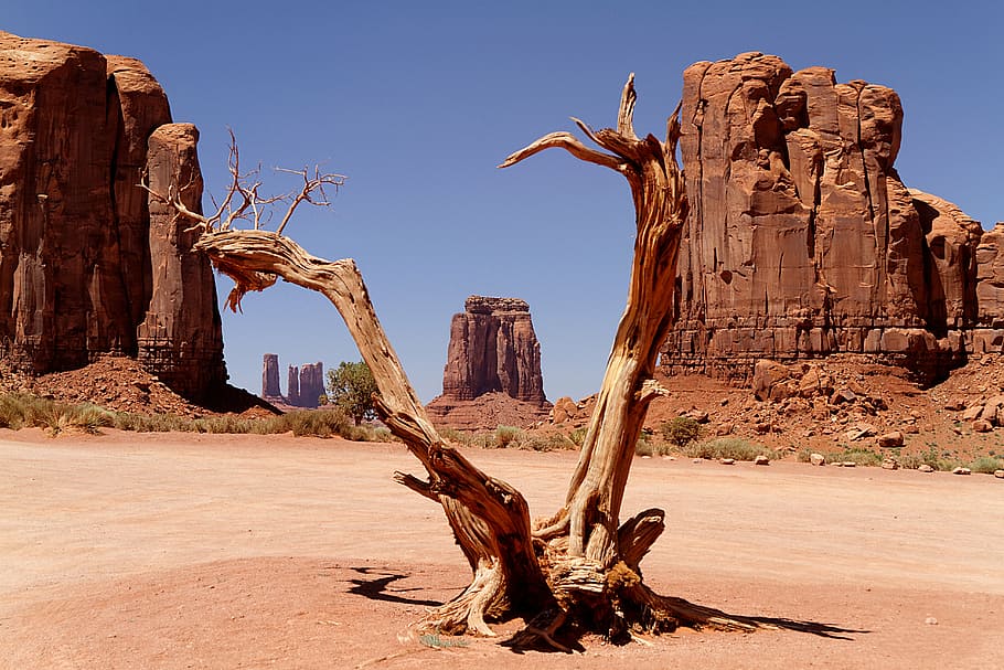 photo of dried trunk, utah, wild west, navajo, arizona, desert, HD wallpaper