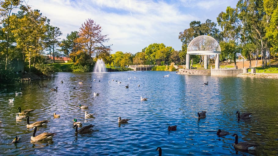 instead, water, fountain, ducks, animal themes, animal wildlife HD wallpaper