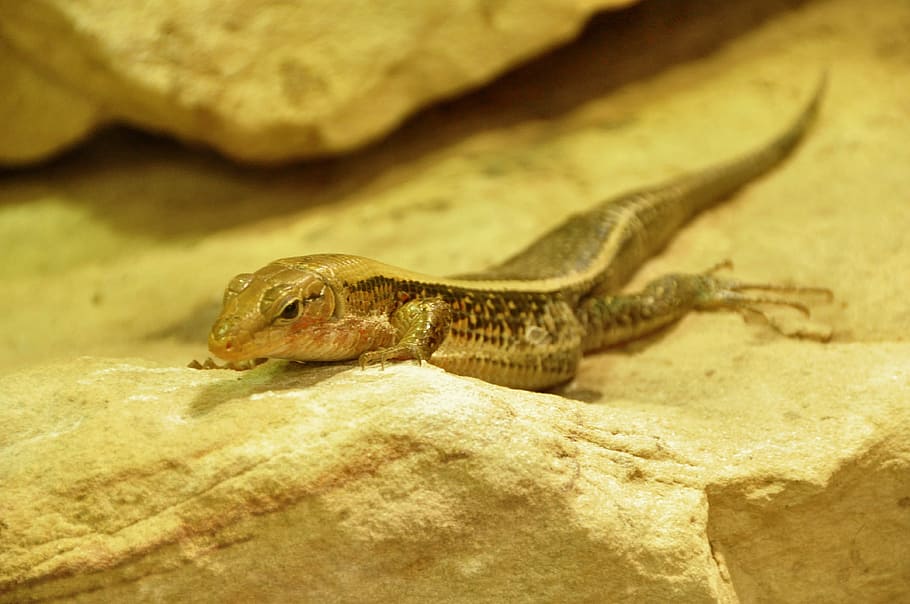 lizard, animals, reptile, creature, animal themes, one animal HD wallpaper