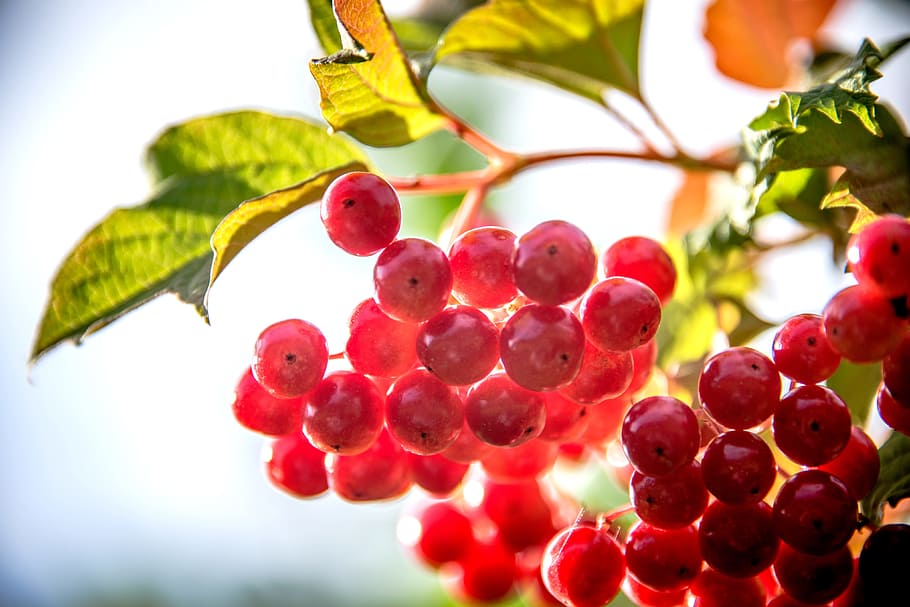 berry, backlight, sun, plants, fruit, healthy eating, food and drink HD wallpaper