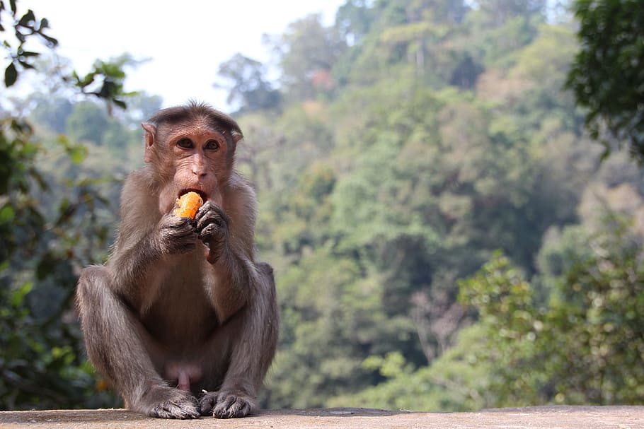 gray monkey eating fruit, makake, africa, kenya, primate, animal, HD wallpaper