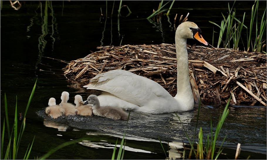 waters, bird, swans, animal themes, animal wildlife, animals in the wild HD wallpaper