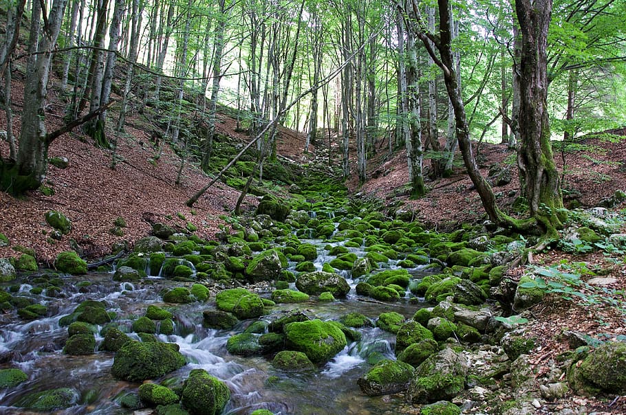 Online crop | HD wallpaper: forest, torrent, nature, water, trees, land