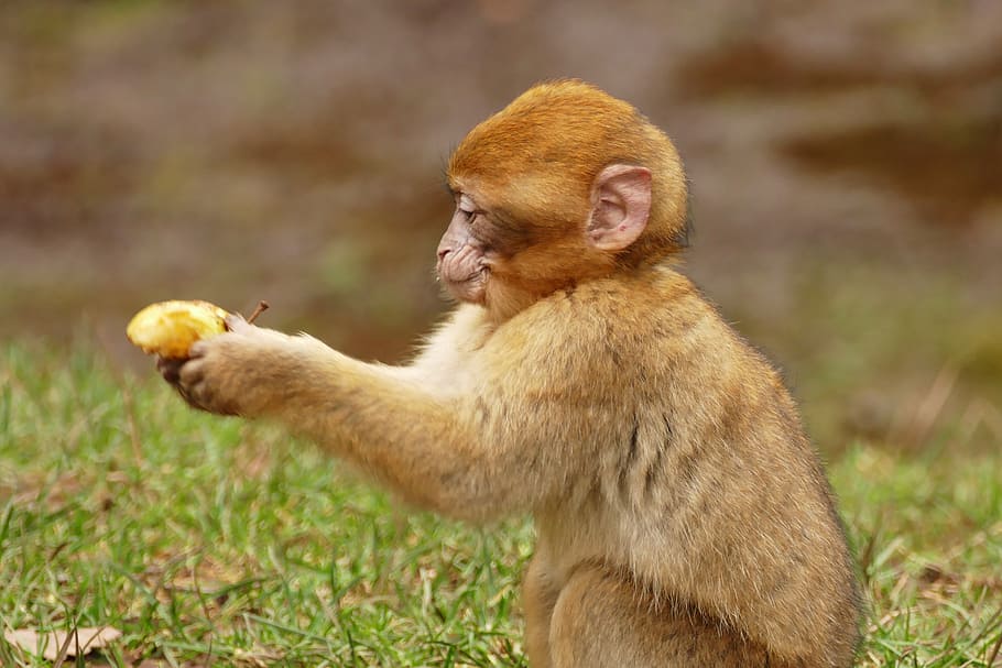 brown macaque holding yellow fruit, ape, monkey, animal, cute HD wallpaper