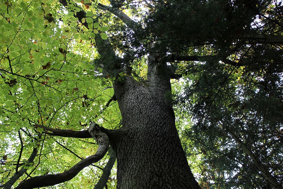 crown, beech, forest, tree, autumn, strains, plant, trunk, tree trunk HD wallpaper