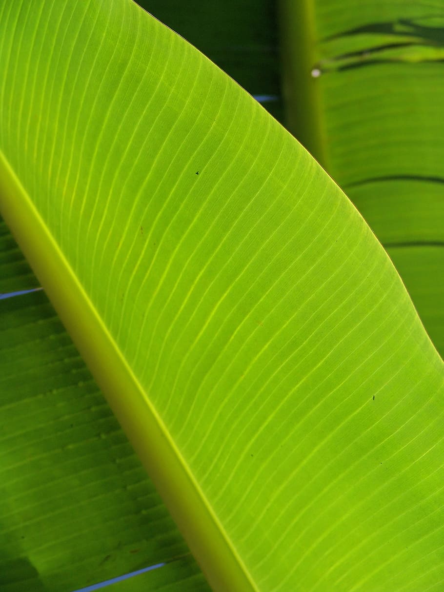 Palm, Frond, Leaf, Exotic, Palm Tree, palm fronds, tropical HD wallpaper