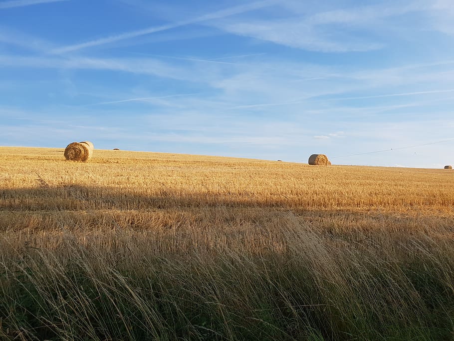 cornfield, sky, nature, land, landscape, plant, hay, tranquil scene HD wallpaper