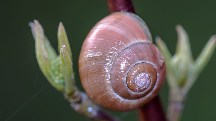 shell, flower, nature, close, empty snail shell, housing, mother of pearl HD wallpaper
